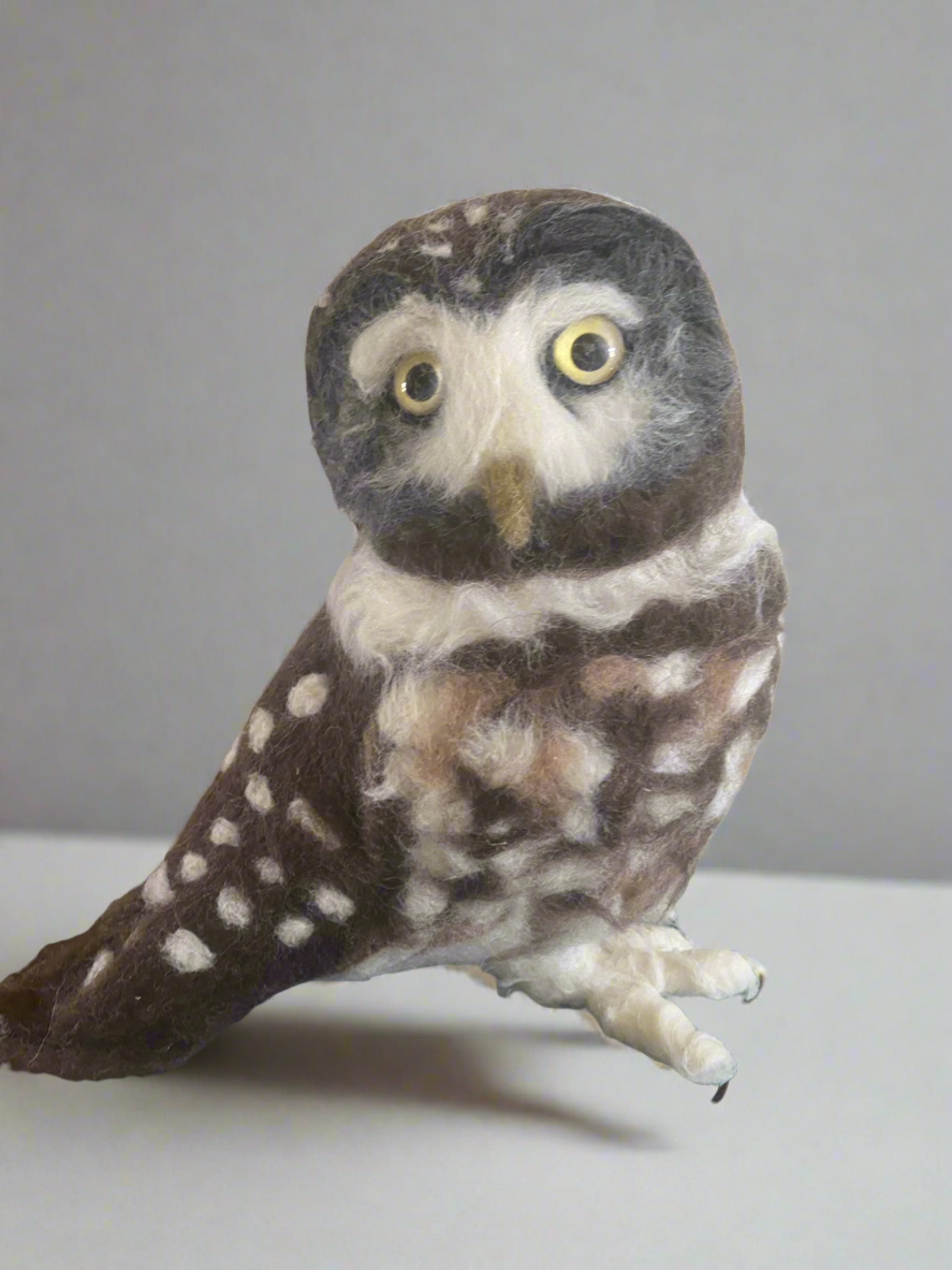 Felted Barred Owl